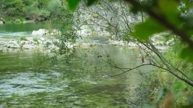 Wild Mountain River Flowing, Scenic Alpine Landscape