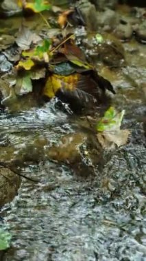 Sonbahar dağ deresi, suyun dikey yavaş akışı