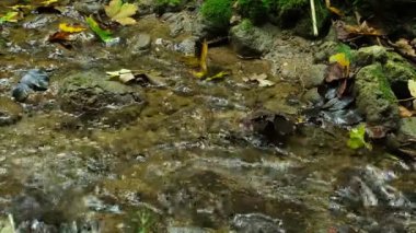 Sonbahar Ormanında Bir Dağ Deresinin Huzurlu Akışı.