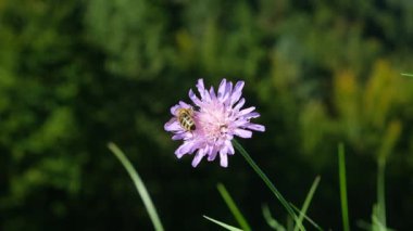 Arı tozlayan Knautia arvensis çiçek makrosu.