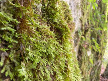 Ormandaki yosunlar vahşileşiyor..