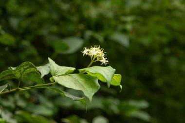 Yazın Doğa 'da Beyaz Çiçeklerle Çiçek Açan Çamurlu Dogwood.