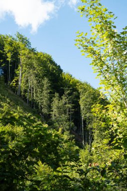Yazın ışık ışınlarında muhteşem kozalaklı orman..