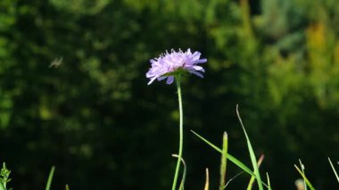 Knautia arvensis Field Uyuz Çiçek ve Yavaş Çekimde Uçan Arı.
