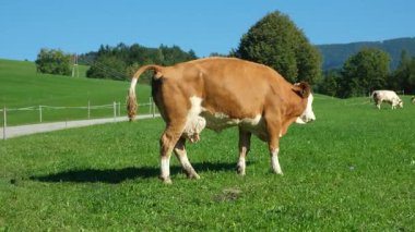 Orman, Doğal Hayvan Davranışları Sahnesi yakınlarındaki Kırsal Çayıra İnek Dışkısı.