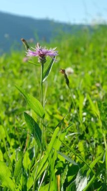 Meadow Cornflower Centaurea jacea, Dikey Yavaş Hareket.