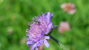 Meadow Centaurea Jacea Çiçeğinin Üzerinde Oturan Bir Arının Yavaş Hareketi.