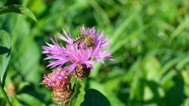 Yavaş Çekimde Mor Centaurea jakuzisinin Güzel Yakın Çekimi.