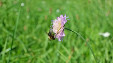 Mor Çayır Arısı Macro Görünümü Centaurea Jacea Çiçeği.