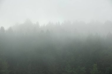 Sisli Dağ Ormanı Manzarası, Tepelerin Üzerindeki Puslu.