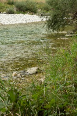 Yazın Orman Irmağı ile Güzel Doğal Arkaplan.