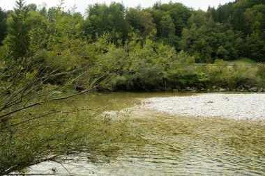 Yazın Orman Irmağı ile Güzel Doğal Arkaplan.