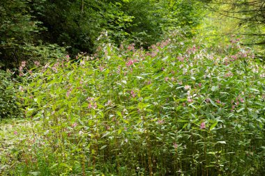 Yaban çiçekleri olan güzel dağlık bir orman.