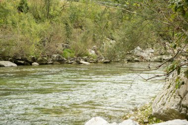 Yazın Güzel Orman Nehir Manzarası.