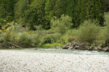 Yazın Güzel Orman Nehir Manzarası.