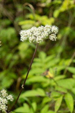 Vahşi Angelica Alp Çayırında Çiçek açıyor