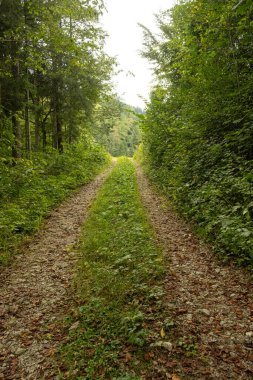 Yol ve Ormanlı Huzurlu Yaz Manzarası.