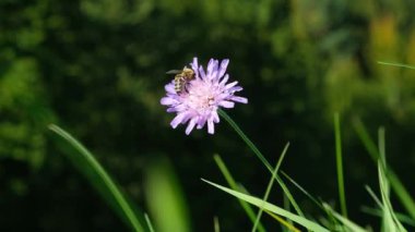 Yavaş Çekimde Arı Tozlaştırıcı Knautia Arvensis Çiçeği.