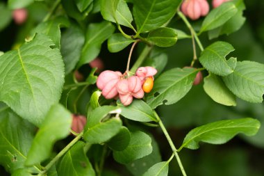 Tohum Macro Manzaralı Güzel Dikenotu Ağacı Meyveleri.