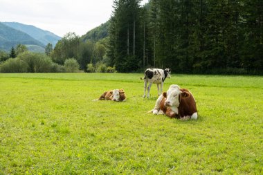 Mandıra İnekleri Yaz Çayırında Dinleniyor ve Otlanıyor.
