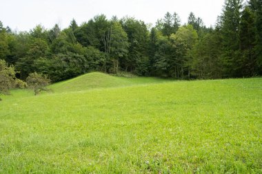 Yeşil Çayır ve Kozalaklı Orman, Doğal Yaz Manzarası.