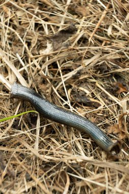 Avusturya 'daki Baraka Alp Yılan Derisinin Makro Dokusu.