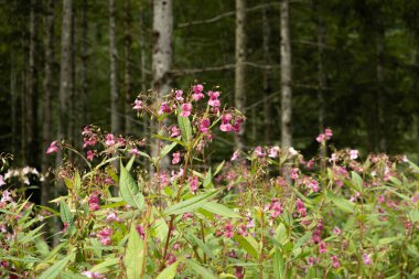 Alplerin vahşi doğasında büyüyen pembe sabırsız çiçekler..