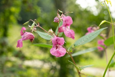 Alplerin vahşi doğasında büyüyen pembe sabırsız çiçekler..