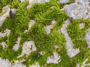 Yosun ile Soyut Taş Arkaplanı