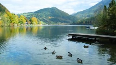 Ördekler ve Ahşap İskeleli Sonbahar Dağı Gölü.