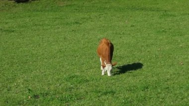 Kahverengi genç inek yeşil çayırda otluyor, yavaş çekim, metin için boşluk