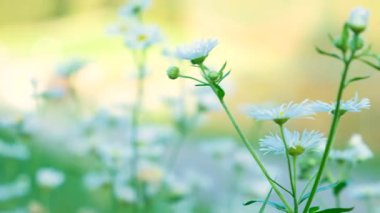 Erigeron Annuus Doğu Papatya Çiçeği Açan, Yaban Çiçeği Yakın Çekim.