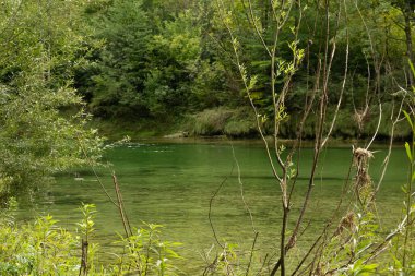 Vahşi Nehir Yaz Ormanı 'nda akıyor..