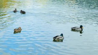 Yavaş Hareket Ördekleri Sakin Göl 'de Yüzüyor.