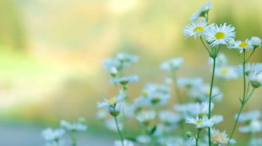 Erigeron Annuus Doğu Papatya Çiçeği Açan, Yaban Çiçeği Yakın Çekim.