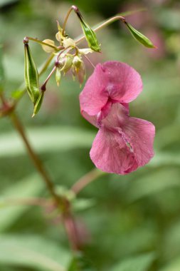 Sabırsız glandulifera Himalaya Balsam Blooming.