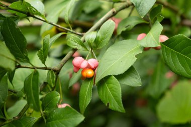 Sonbahar Ormanında Dallar Üzerine Renkli Öonymus Berry.