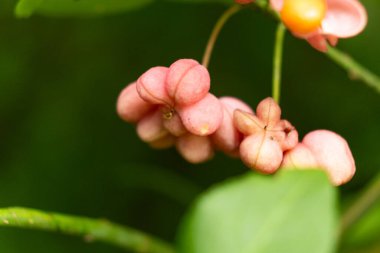 Tohum Macro Manzaralı Güzel Dikenotu Ağacı Meyveleri.