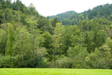 Avusturya 'da Meadows ve Forest Hills ile Alp Doğa Sahnesi
