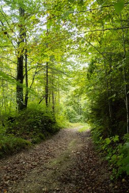 Yaprak döken orman, taze yeşil yapraklar, yeşil odun, ormandaki patika..