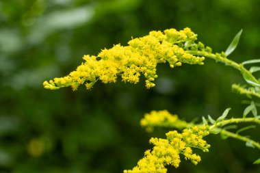 Altın çubuklu bir Solidago bitkisinin Macro 'su. Detaylı sarı çiçek kümeleri..