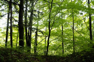 Güneş Işığı Ağaçları ve Taze Yaz Yeşillikleri ile Yeşil Orman.