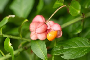 Tohum Macro Manzaralı Güzel Dikenotu Ağacı Meyveleri.