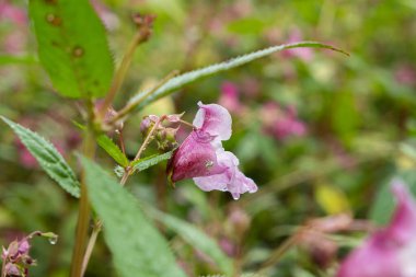Pembe Himalaya Balsam Çiçekleri Doğada Açar.