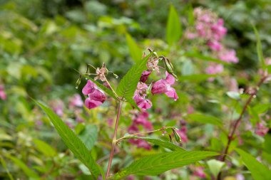 Pembe Himalaya Balsam Çiçekleri Doğada Açar.