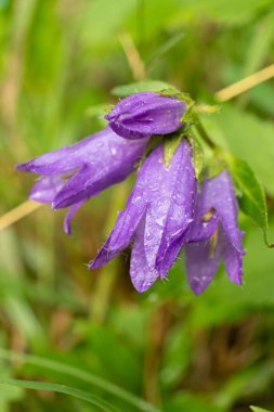 Campanula Trachelum Macro Bloom, Vahşi Çan Çiçeği Yakın plan.