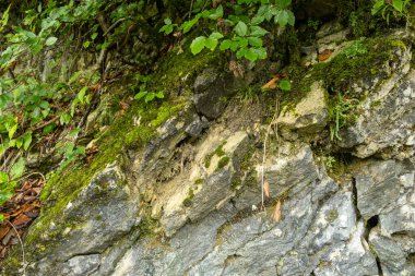 Yeşil yapraklı ve doğal dokuları olan yosun kaplı orman kayalıkları..