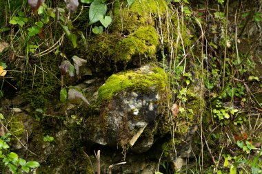 Yeşil yapraklı ve doğal dokuları olan yosun kaplı orman kayalıkları..
