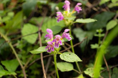 Pembe Himalaya Balsam Çiçekleri Doğada Açar.