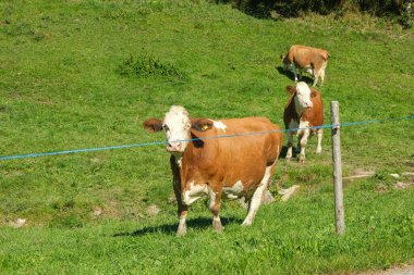 Yeşil Otlaktaki Kahverengi ve Beyaz Simgesel İnek.